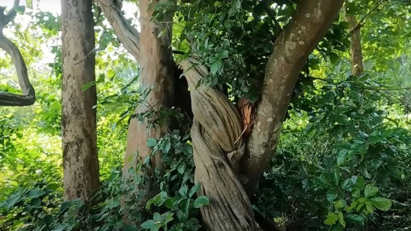 কীভাবে আসবেন