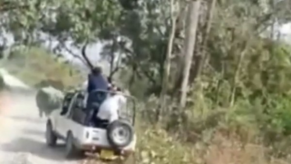 বন্য গণ্ডরের সামনে পর্যটকদের গাড়ি বন্য গণ্ডরের সামনে পর্যটকদের গাড়ি