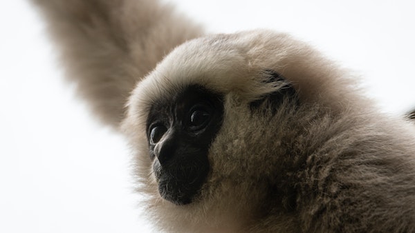 কি বলছে চিড়িয়াখানা কি বলছে চিড়িয়াখানা