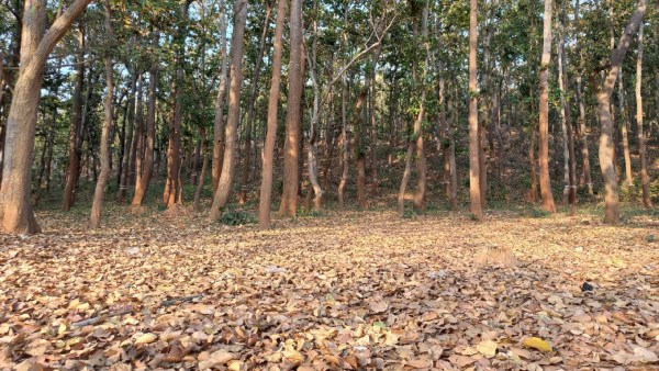 কোঁকড়াঝোর কোঁকড়াঝোর