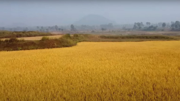 বসন্তে বেড়িয়ে আসুন পাহাড়পুরে