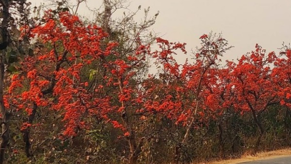 কীভাবে গড়ে ওঠে পাকি পাহাড়