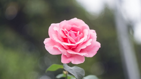 তুলা রাশি তুলা রাশি
