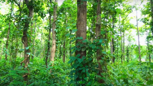 ঘরের কাছেই জঙ্গল