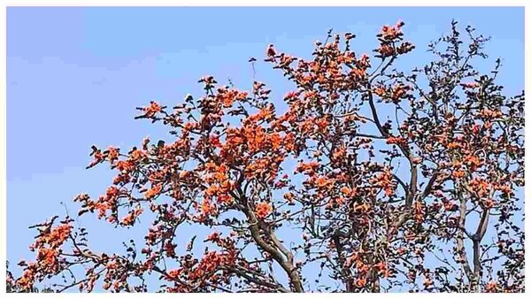 দক্ষিণবঙ্গের আবহাওয়া