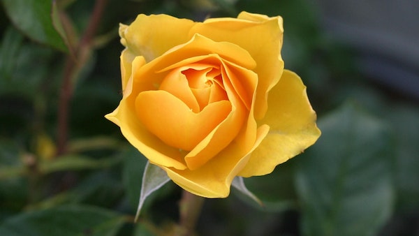 ধনু রাশি ধনু রাশি