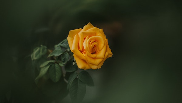 মীন রাশি মীন রাশি