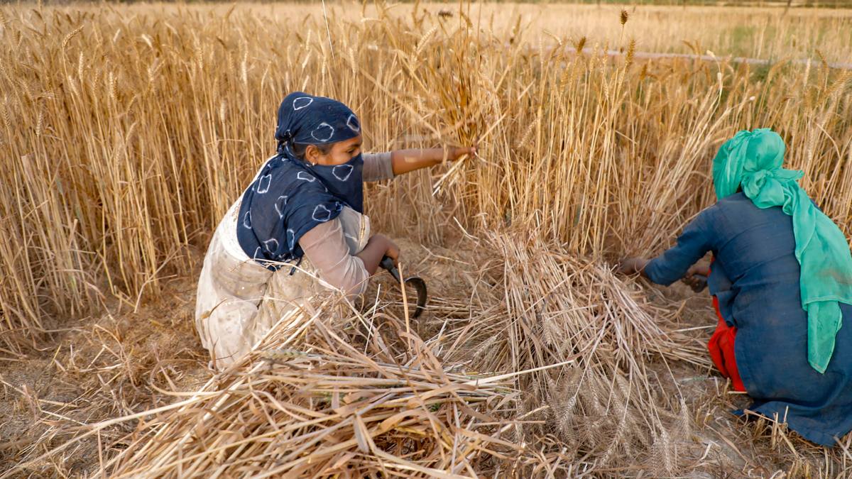 তাপপ্রবাহে এবার ধাক্কা খাবে ফলন, মুদ্রাস্ফীতি দ্বিগুণ হওয়ার আশঙ্কা তাপপ্রবাহে এবার ধাক্কা খাবে ফলন, মুদ্রাস্ফীতি দ্বিগুণ হওয়ার আশঙ্কা