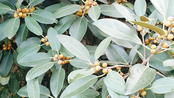 ডুমুর গাছ ডুমুর গাছ