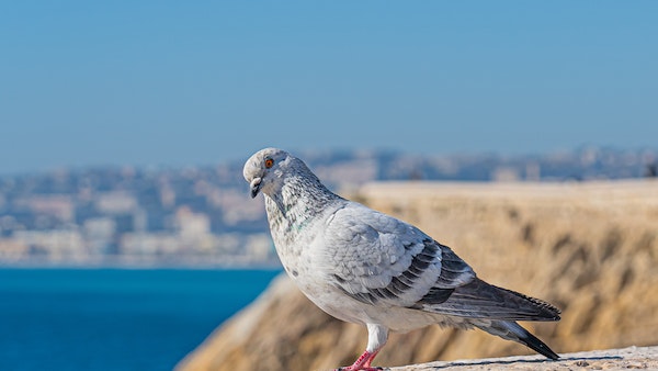 পায়রার মল ক্ষতিকর