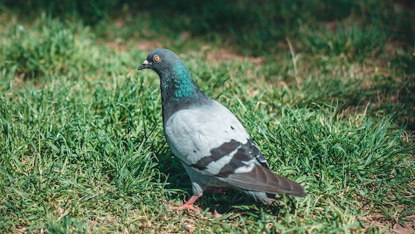 মাছি বহন করছে কঠিন রোগ?