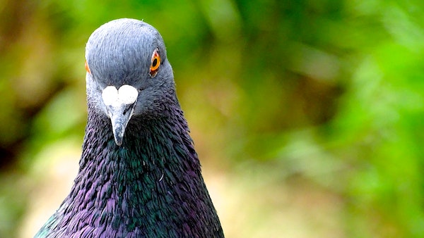  কীভাবে পরিষ্কার করবেন পায়লার মল