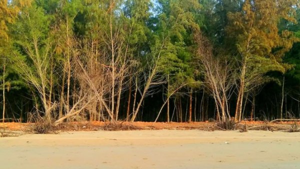 নির্জন সৈকত জি-প্লট নির্জন সৈকত জি-প্লট