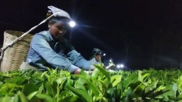 উৎসবের রঙে চা পাতা উত্তোলন উৎসবের রঙে চা পাতা উত্তোলন