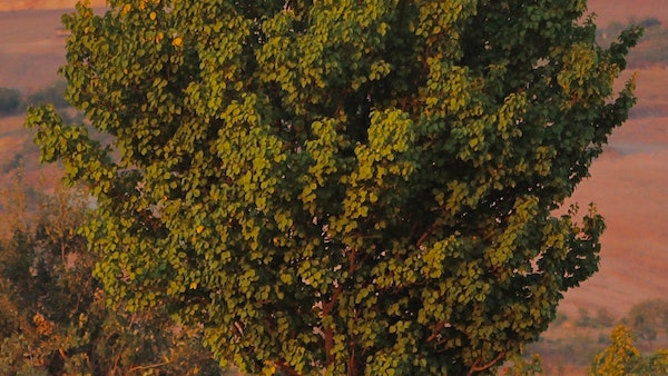 পাঁকুড় গাছ পাঁকুড় গাছ