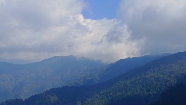 রডোডেনড্রনের ভিড়