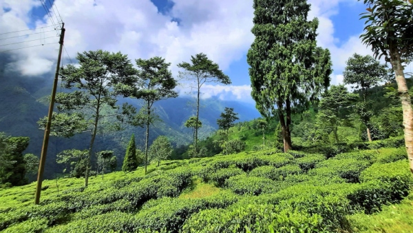 আলো ঝলমলে শিলিগুড়ি