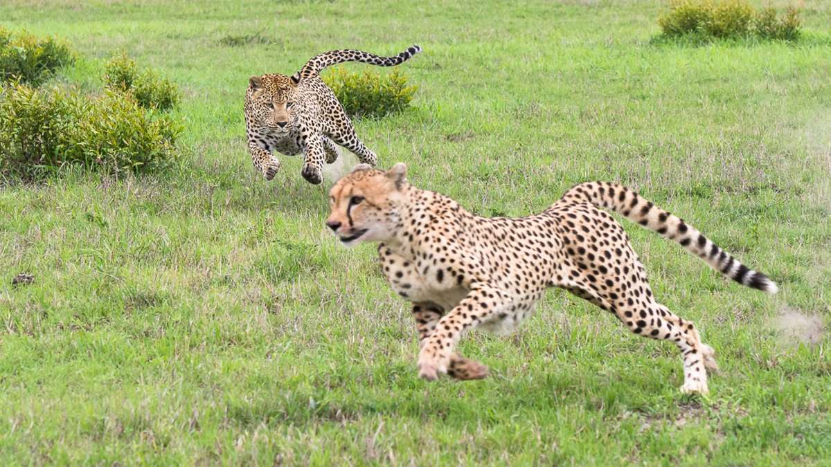 কুনোর জঙ্গলে আরও এক চিতার মৃত্যু কুনোর জঙ্গলে আরও এক চিতার মৃত্যু