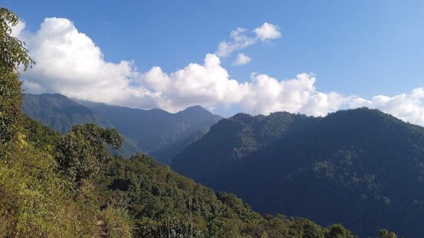 রডোজেনড্রন ফুলের সমাহার