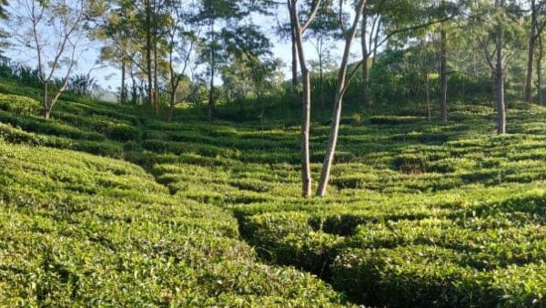দার্জিলিংয়ের কাছে কম খরচে বেড়ানোর অফবিট ডেস্টিনেশন