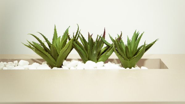  Aloevera