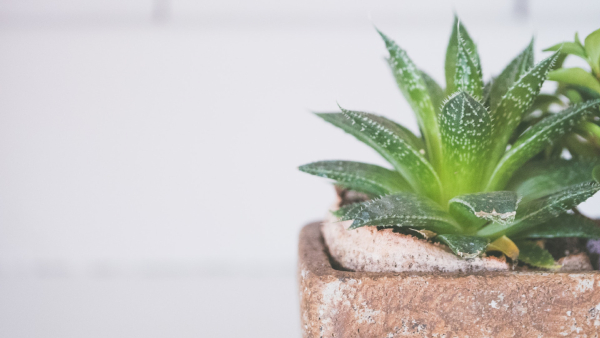  Aloevera