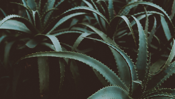  Aloevera