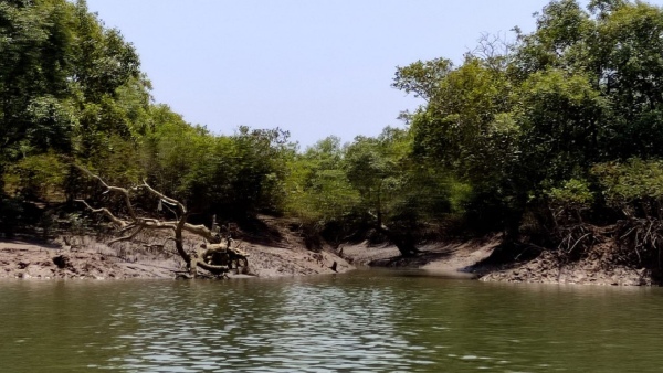 মিনি সুন্দরবন