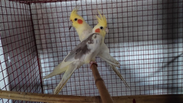 bird bird