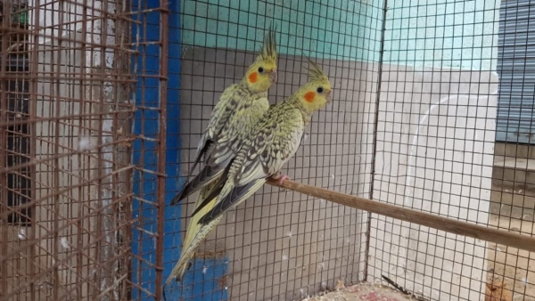 bird bird