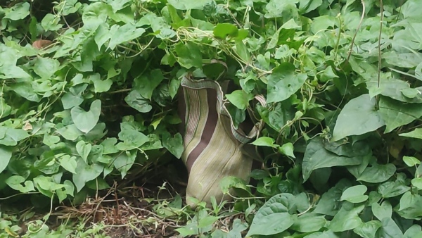 বাসন্তিতে ব্যাগ ভর্তি তাজা বোমা উদ্ধার