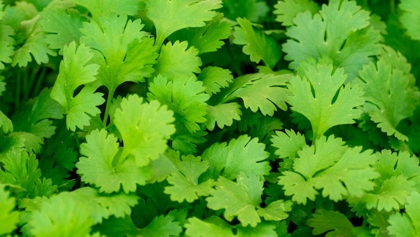 image of Coriander leaves