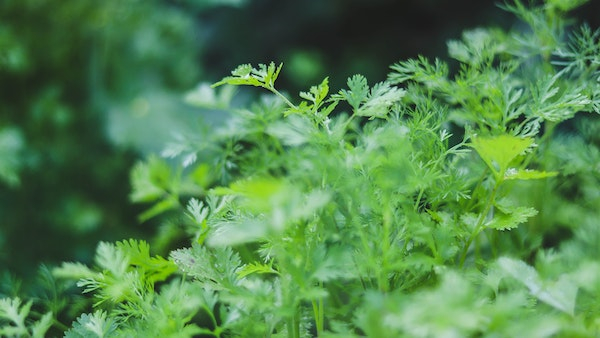 image of Coriander leaves