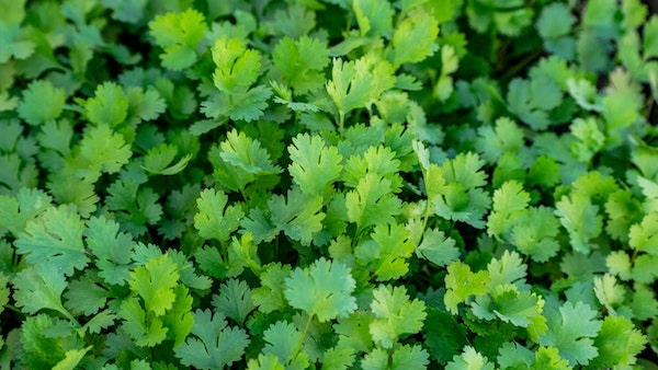 image of Coriander leaves