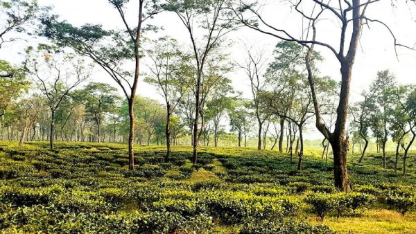 কোলে লাক্সারি টেন্টে কাটিয়ে যান কয়েকটা দিন