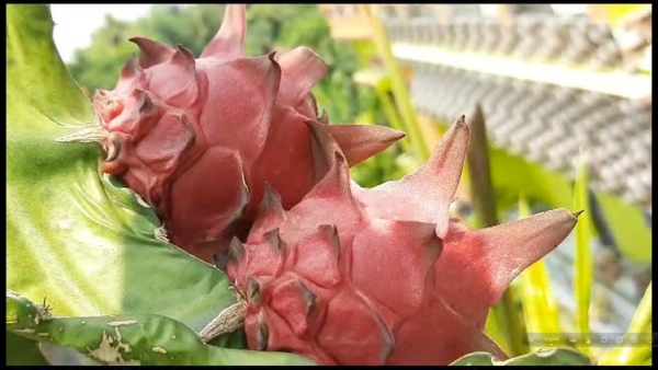 image of Dragon Fruit Tree