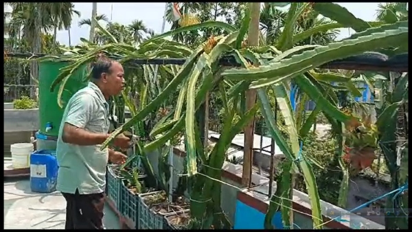 image of Dragon Fruit Tree