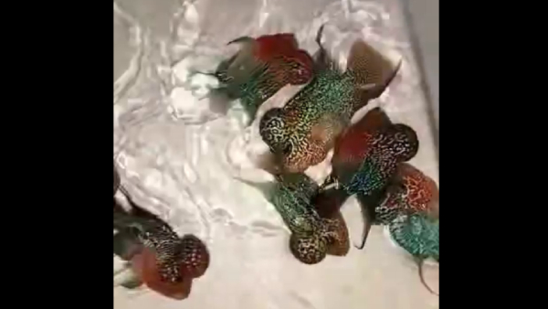 Small Business Ideas From Home