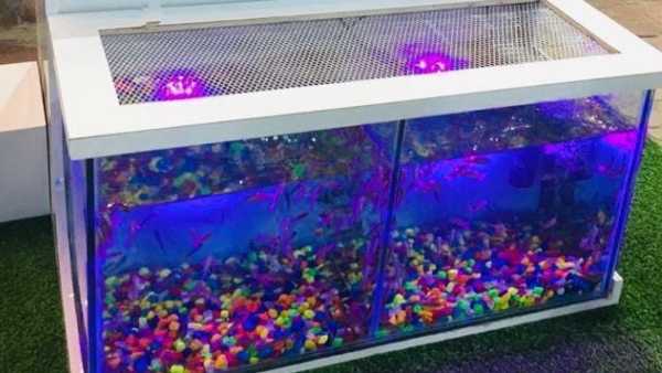 fish spa fish spa