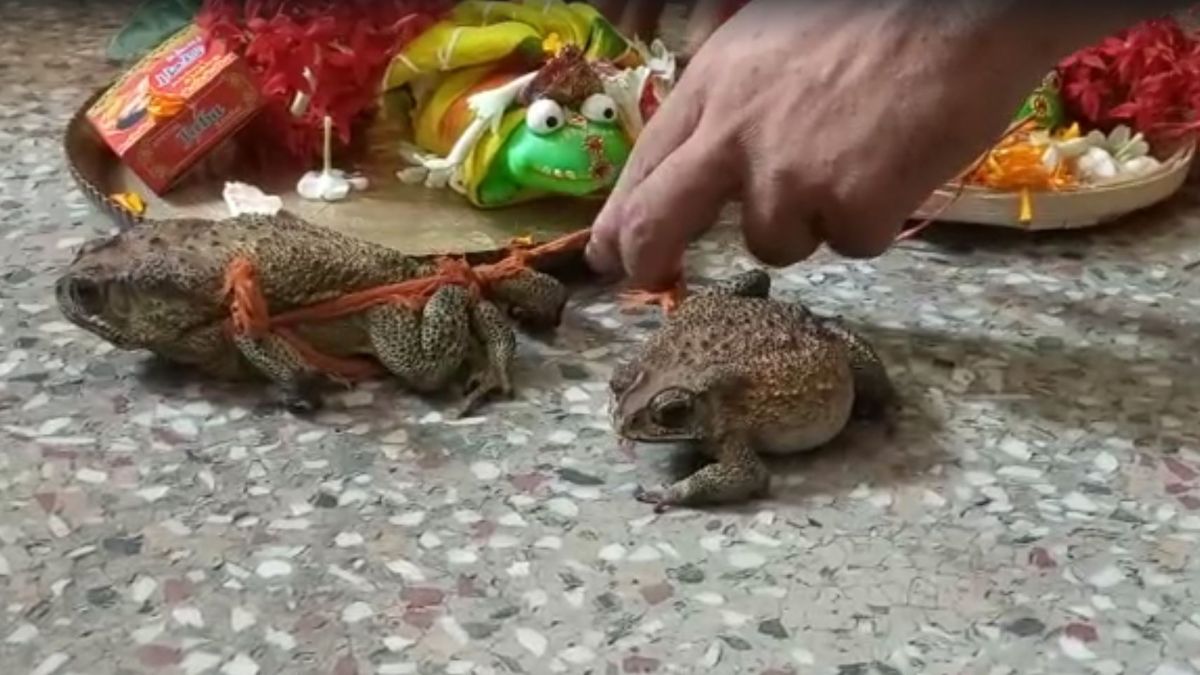 Image of frog marriage Image of frog marriage
