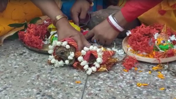 Image of frog marriage Image of frog marriage