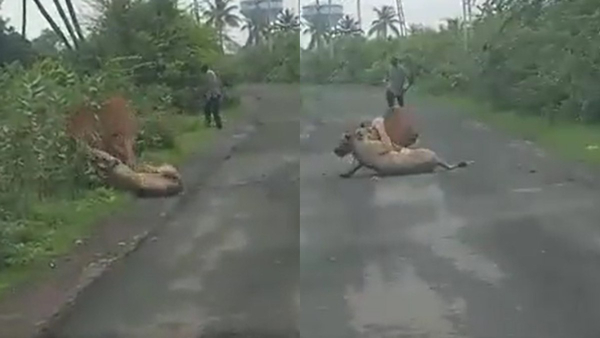 কৃষকের তাড়া খেয়ে পালাল সিংহ