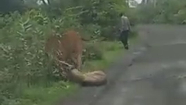 কৃষকের তাড়া খেয়ে পালাল সিংহ
