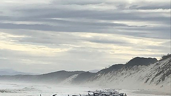 সোনায় মোড়া দ্বীপের সন্ধান! গল্প নয় খাঁটি বাস্তব