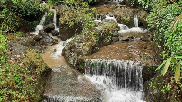 ফুলের ভিড়