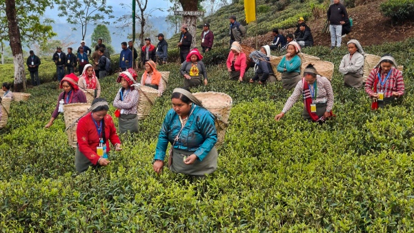 darjeeling darjeeling