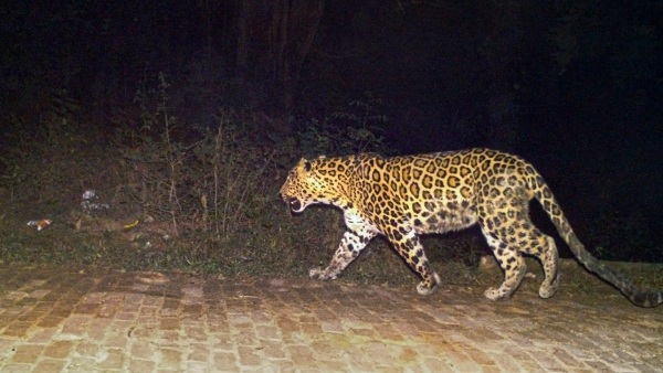 চিতা বনাম কুকুর মহারাষ্ট্রে