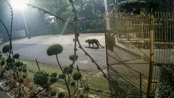 চিতা বনাম কুকুর