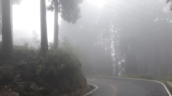রডোডেনড্রনের ভিড়