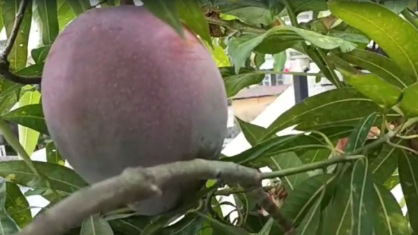 এক কেজি আমের দাম প্রায় ৩ লক্ষ টাকা এক কেজি আমের দাম প্রায় ৩ লক্ষ টাকা